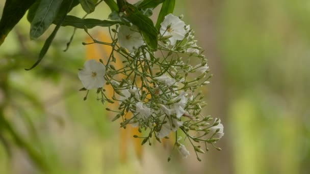 Сидероксилон мармулано. Sideroxylon - род деревьев семейства Sapotaceae, описанный Линнеем в 1753 году. Они все вместе известны как хулиганы. Эндемик Канарских островов — стоковое видео