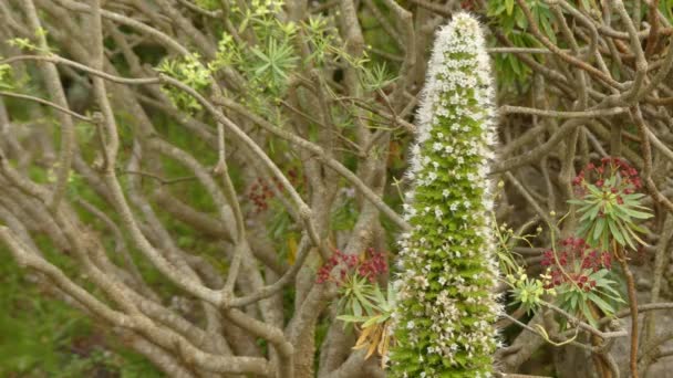 Echium simplex (Juwelenturm) ist eine krautige zweijährige Pflanze, die bis zu 3 m hoch wird. Es ist endemisch auf der Insel Teneriffa vor allem in macizo de anaga. — Stockvideo