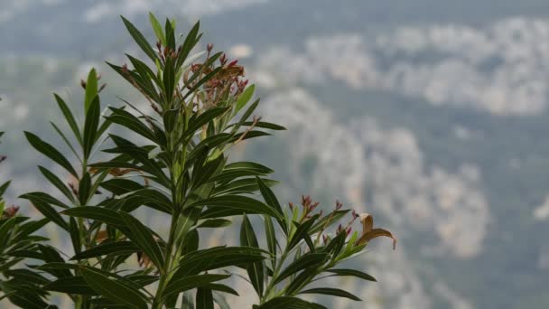Nerium oleander es un arbusto siempreverde o pequeño árbol de la familia Apocynaceae, tóxico en sus partes. Es la única especie actualmente clasificada en el género Nerium. Se conoce más comúnmente como adelfa. . — Vídeo de stock