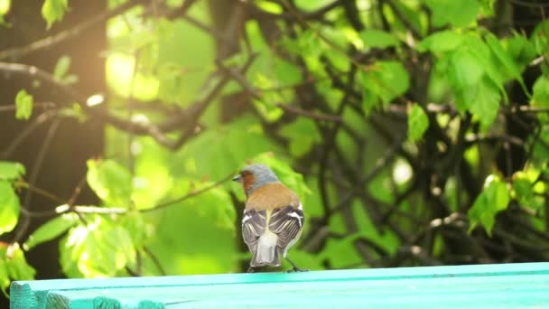 Поширений ланцюг (Fringilla coelebes), зазвичай відомий просто як ланцюг, є поширеним дрібним перехожим птахом у сімействі дрібних птахів. Чоловік яскраво забарвлений блакитно-сірою шапочкою і іржаво-червоними нитками . — стокове відео