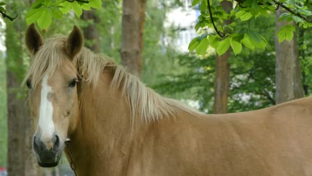 Palomino-Pferdeanzug auf der Weide. Palomino ist eine Fellfarbe bei Pferden, bestehend aus goldenem Fell und weißer Mähne und Schweif. — Stockvideo