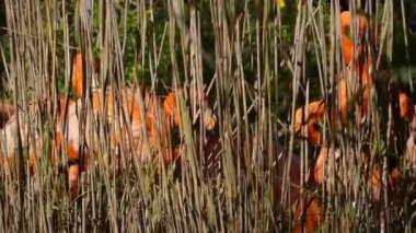 Flamingolar yürüyen kuş Phoenicopteridae bir türdür. Amerika'nın dört flamingo türler ve Afro-Avrasya iki tür vardır. Çoğu zaman, onlar renk pembe.