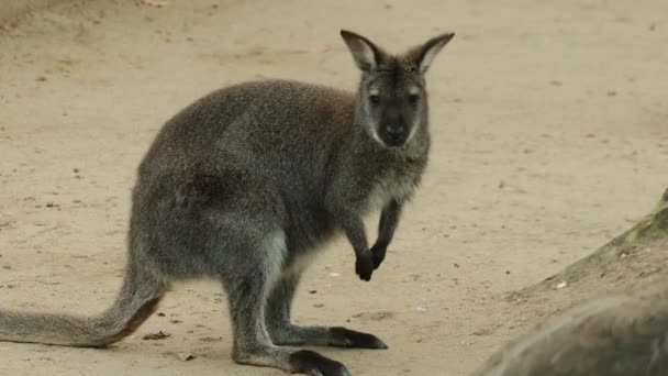 Wallaby Parma (Macropus parma) po raz pierwszy został opisany przez brytyjskiego przyrodnika John Gould w około 1840 roku. Nieśmiały, tajemnicze stworzenie wilgotne lasy w Południowej Nowej Południowej Walii (Australia). — Wideo stockowe