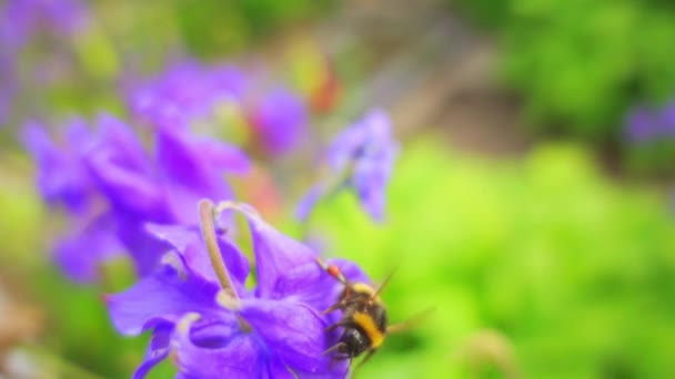 Slow Motion: bumblebee, también escrito abejorro, es un miembro del género Bombus de la familia Apidae. Los abejorros parásitos o cucos han sido clasificados a veces como un subgénero Psithyrus . — Vídeo de stock