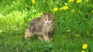 Kırmızı kedi uzun otlu bir çayırda gider. Evcil kedi veya yabani kedi (Felis silvestris catus) küçük, tipik kürklü, etobur memeli.