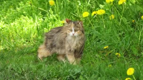 Gato rojo va en un prado con hierba alta. El gato doméstico o el gato salvaje (Felis silvestris catus) es un mamífero carnívoro pequeño, típicamente peludo . — Vídeo de stock