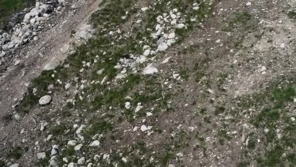 Top view of the steppe with grasses and low young trees. — Stock Video