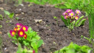 Odak transfer: Primula çoğunlukla otsu çiçekli bitkiler Primulaceae ailesindeki cinsidir. Çuha çiçeği (P. vulgaris), P. auricula (auricula) ve P. elatior (oxlip yaygın türü vardır).