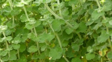 Marrubium vulgare (beyaz horehound veya ortak horehound) Avrupa, Kuzey Afrika ve güneybatı ve orta Asya'da yerli aile Lamiaceae bir çiçekli bitki.