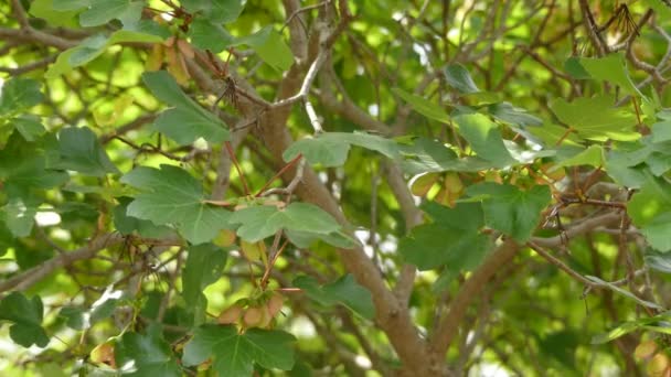 Acer opalus (acero italiano) è una specie di acero originaria delle colline e montagne dell'Europa meridionale e occidentale, dall'Italia alla Spagna e dal nord al sud della Germania, e anche nell'Africa nord-occidentale . — Video Stock