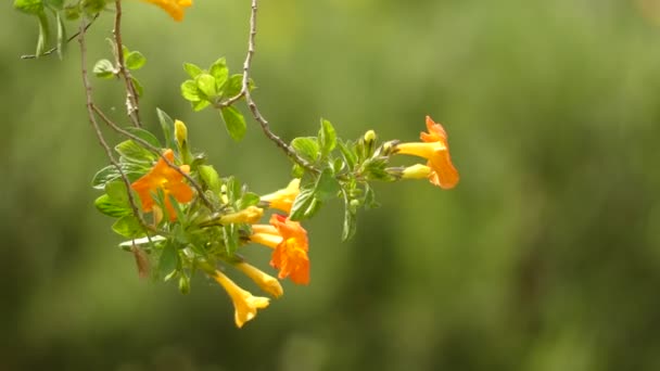 A streptosolen a virágzó növények egyetlen faja, a Streptosolen jamesonii, a lekvár bokor. Ez egy örökzöld cserje a Solanaceae család. — Stock videók