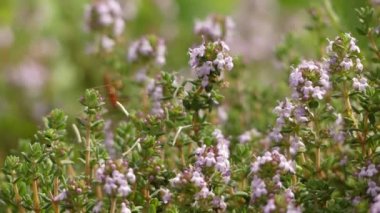Thymus vulgaris (ortak kekik, Alman kekik, bahçe kekik veya sadece kekik) nane giller familyasından Bir bitki türüdür..