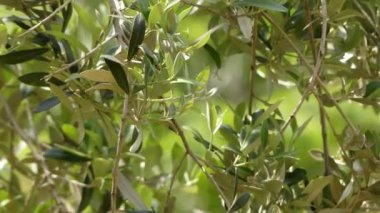 Olea europaea familyasından bir ağaç türü..