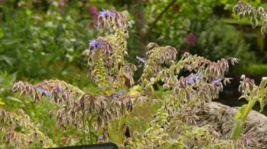 Borago officinalis starflower olarak da bilinir, bir yıllık bitki bitki familyası Hodangiller içinde olduğunu. Bitki aynı zamanda ticari olarak kendi tohumlarından çıkarılan hodan tohumu yağı için yetiştiriliyor.