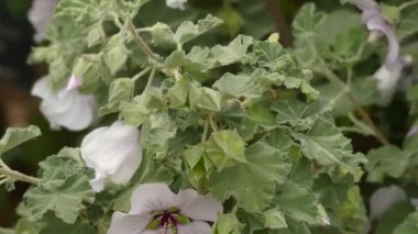 Lavatera maritima. Birçok Lavatera türü şimdi ilgili cins Malva transfer edilmiştir. Lavatera türleri ağaç mallows veya gül mallows, kraliyet mallows veya yıllık darağacı olarak bilinir.