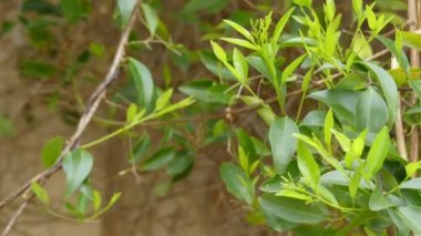 Jasminum volubile, Stiff Yasemin olarak bilinen avustralya'da bulunan zeytin ailesinden bir çalı veya sürüngen olduğunu. Çalı olarak iki metre yüksekliğe ulaşabilir, ama sapları ile on metre uzunlayabiliyor..