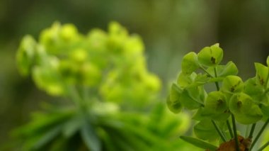 Euphorbia bourgeana (lambii), Kanarya Adaları'ndaki La Gomera familyasından bir spurge türüdür..