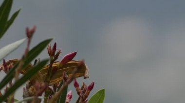 Transfer odak: Nerium oleander dogbane aile Apocynaceae bir dökmeyen çalı veya küçük bir ağaç, kendi parçaları toksik. Şu anda Nerium cinsinde sınıflandırılan tek türdür..
