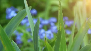 Transfer odak: Myosotis aile Boraginaceae çiçekli bitkilerin bir cinstir. Kuzey yarımkürede genellikle unut-me-nots veya akrep otlar denir.