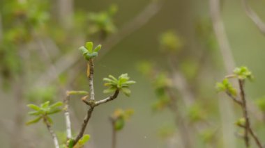 Daphne rodriguezii bir çalı, aile Kekmelaeaceae olduğunu. Bu dökmeyen ve Menorca, İspanya'ya ait Balear Adaları biri endemik.