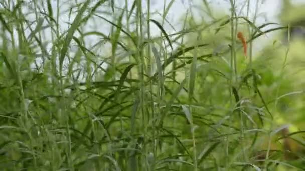 Bupleurum salicifolium es una especie de planta fanerógama perteneciente a la familia Apiaceae. . — Vídeo de stock