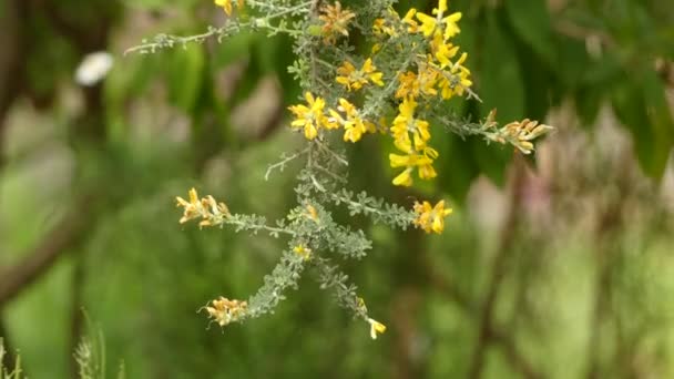 Teline microphylla (Magnoliophyta, Magnoliopsida, Fabales, Fabaceae, Teline). Endemisch voor de Canarische eilanden. — Stockvideo