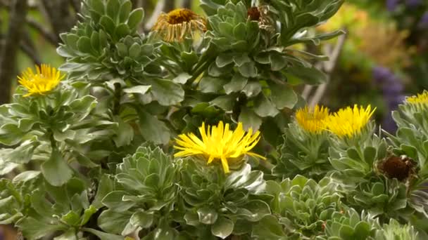 Asteriscus sericeus (Nauplius sericeus vagy Kanári-szigetek Daisy) egy faj a Daisy család endémiás a Kanári-szigeteken. — Stock videók