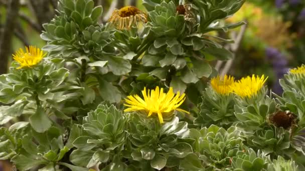 Asteriscus sericeus (Nauplius sericeus или Canary Island Daisy) - вид семейства ромашки, эндемичный для Канарских островов. . — стоковое видео