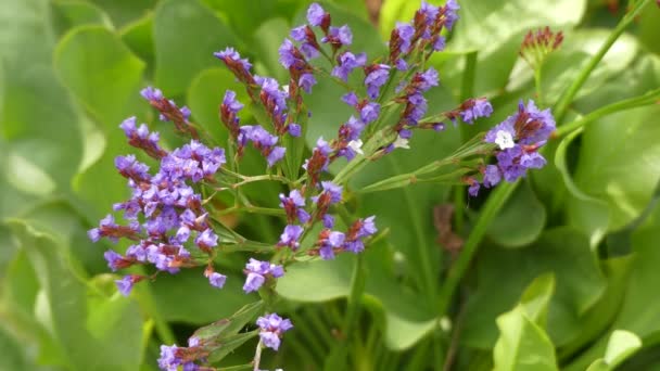 Limonium sventenii, es un género de 120 especies de flores. Los miembros también se conocen como lavanda de mar, estatice, o pantano-romero . — Vídeo de stock