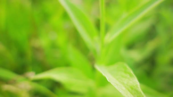 La Centaurea scabiosa o Greater Knapweed è una pianta perenne del genere Centaurea. È originaria dell'Europa e porta fiori viola. La pianta è a volte confusa con Devils-bit Scabious . — Video Stock