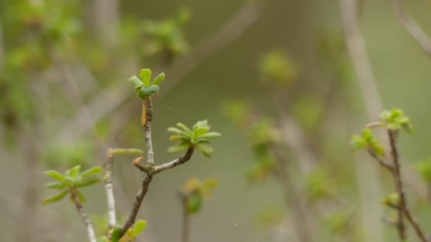 Дафна родрігезії є чагарником, з сімейства Тилоеєвих. Це вічнозелене, і є ендемічним на Менорка, один з Балеарських островів, який належить до Іспанії. — стокове відео