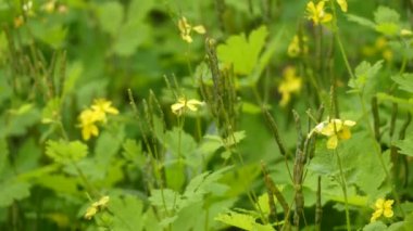 Chelidonium majus, yaygın olarak bilinen büyük celandine veya tetterwort (tetterwort da Sanguinaria canadensis anlamına gelir rağmen), nipplewort, veya swallowwort, cins Chelidonium sadece türdür.