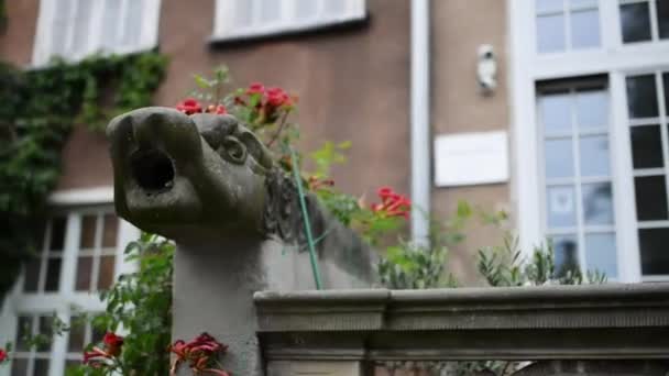 Drain in a dragon on Mariacka street in Gdansk. Gdansk (Danzig) is Polish city on Baltic coast, capital of Pomeranian, polish principal seaport and centre of countrys fourth-largest metropolitan area — Stock Video