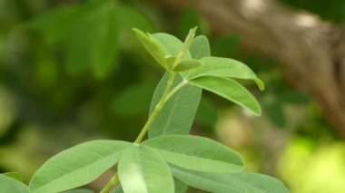 Anagyris foetida (ortak ad Oro de Risco) bir çiçekli bitkiler baklagil ailesinin, baklagiller familyasından. Bitki alt ailesine ait.