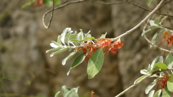 Teucrium heterophyllum. Teucrium, Lamiaceae familyasından bir bitki cinsine sahip bir bitki cinsine sahip. İsmin Truva Kralı Teucer'e atıfta bulunduğuna inanılıyor. Cinsin üyeleri genellikle Germanders olarak bilinir. — Stok video