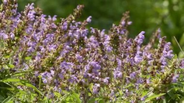 Salvia officinalis (adaçayı, ayrıca bahçe adaçayı, ya da ortak adaçayı denir) çok yıllık, dökmeyen subshrub, odunsu sapları ile, grimsi yaprakları, ve mavi morumsu çiçekler. Lamiaceae ailesinin bir üyesidir.