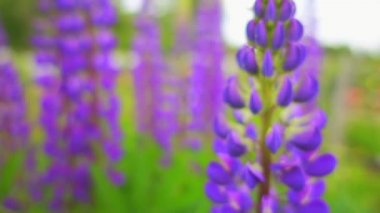 Lupinus, genellikle lupin veya lupine (Kuzey Amerika) olarak bilinen, baklagilgilgilgiller familyasından Fabaceae familyasından bir bitki cinsine bürünme mektedir. Cins, Amerika'da çeşitlilik merkezleri ile 200'den fazla tür içerir.