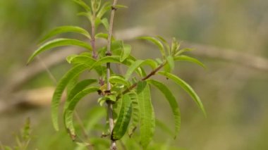 Aloysia citrodora verbena familyasından Güney Amerika'nın batısında bulunan bir çiçekli bitki türüdür. Ortak adları limon verbena ve limon arfırçası içerir.