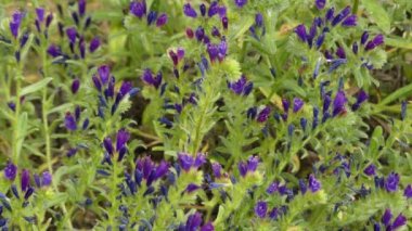 Echium sabulicola (Echium confusum Coincy, Echium maritimum) Echium cinsinde bulunan bir bitkidir. Otsu bir bienal bitkisidir. Bitki kuru hava ve güneşe maruz kalma gerektirir.