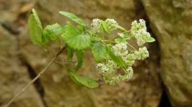 Bystropogon canariensis, Lamiaceae familyasından bir çiçekli bitki türüdür. Bu Macaronesia yerli.