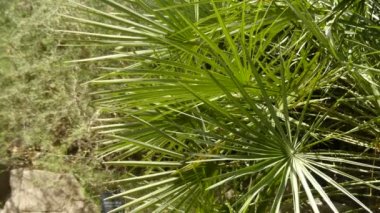 Chamaerops, Arecaceae familyasından bir çiçekli bitki cinsine ait bir bitki cinsine ait bir bitki cinsine ait bir bitki türü. Şu anda tam olarak kabul edilen tek tür Chamaerops humilis, çeşitli Avrupa fan palmiye denir, ya da Akdeniz cüce palmiye.