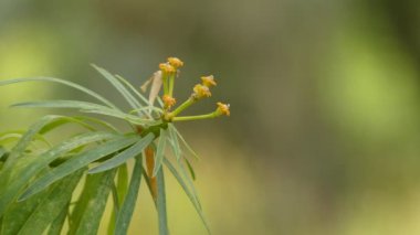 Kleinia neriifolia ayrıca Verode veya Berode olarak da bilinir ve daha önce Senecio kleinia olarak da bilinir kleinia cinsinin çiçekli bitki türlerinden biridir ve papatya familyasından (Asteraceae). Kanarya'ya endemik