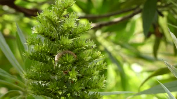 Echium acanthocarpum (известный как gomero tajinaste) - вид, принадлежащий к семейству Boraginaceae . — стоковое видео