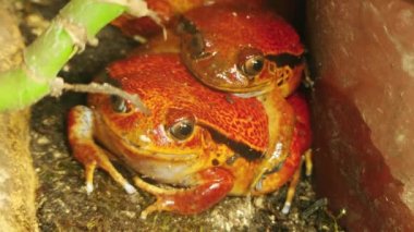Madagaskar domates kurbağası veya crapaud rouge de Madagaskar (Dyscophus antongilii), kurbağagilgiligilgilgilgiligilgilgilgiligilgilgilgiligilgilgilgilgilgilgilgilgilgilgiligilgilgilgiligilgilgilgilgiligilgilgilgiligilgilgiligilgilgilgiligilgilgiligilgilgilgilifamily (Microhylidae) familyasından bir kurbağa türü..