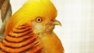 Altın sülün veya Çin sülün(Chrysolophus pictus) (Sülün) galliformes (gallinaceous kuşlar) ve aile Phasianidae (sülün) bir gamebird).