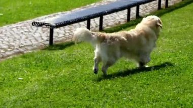 Golden Retriever av sırasında ördekler ve yayla oyun kuşları gibi çekim su kuşları almak için silah köpekleri olarak yetiştirilen köpek büyük boyutlu bir cins.