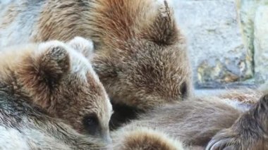 Boz ayı (Ursus arctos) herhangi bir yaşam ursid en geniş dağılımı ile büyük bir ayıdır. Bu tür çok Kuzey Avrasya ve Kuzey Amerika dağıtılır.