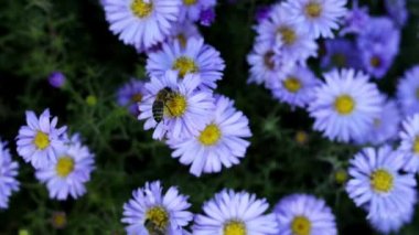 Batı bal arısı veya Avrupa bal arısı (Apis mellifera) dünya çapında 40 bal arısı türünün en yaygınıdır..