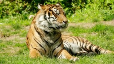 Kraliyet Bengal kaplanı (Panthera tigris) olarak da adlandırılan Bengal kaplanı, en çok sayıda kaplan alt türü var. Hindistan ve Bangladeş Ulusal bir hayvandır.