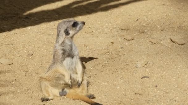 Meerkat 또는 suricate (Suricata suricatta)은 몽구스 가족 (Herpestidae)에 속하는 작은 carnivoran. 속 Suricata의 유일한 일원 이다. — 비디오